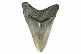Serrated, Fossil Megalodon Tooth - Aurora, North Carolina #179807-1